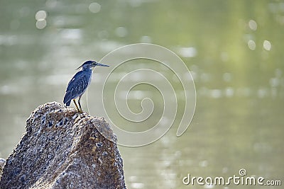 Asian heron standing on a rock Stock Photo