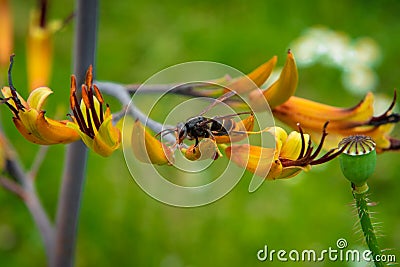 Asian hornet on yellow flower Stock Photo