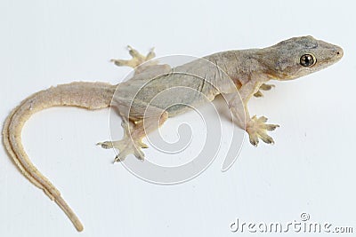 Asian House lizard hemidactylus or common gecko Stock Photo
