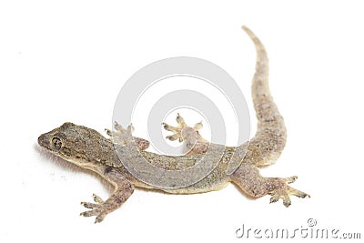 Asian House lizard hemidactylus or common gecko isolated on white Stock Photo