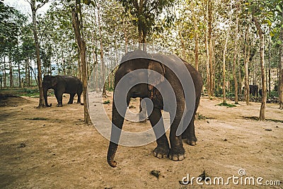 asian, indian, large elephant greet raised trunk, trumpet up in jungle, park, forest. standing mammal animal near feed, leaves, Stock Photo