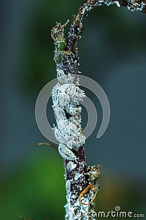 Cotton mealybug, Solenopsis mealybug, Phenacoccus solenopsis Tinsley Hemiptera, Coccomorpha, Pseudococcidae Stock Photo