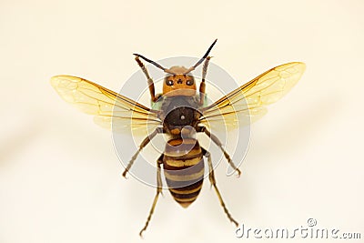 Asian or Japanese giant hornet Stock Photo