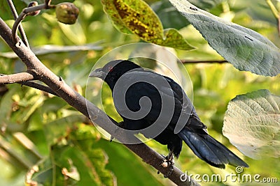 The Asian Koel- Male Stock Photo