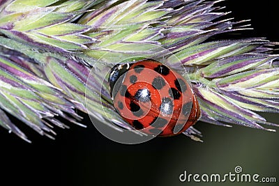 Asian lady beetle, harmonia axyridis Stock Photo