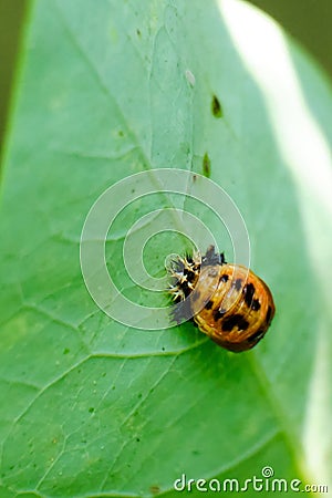 Asian lady beetle in pupal stage Stock Photo
