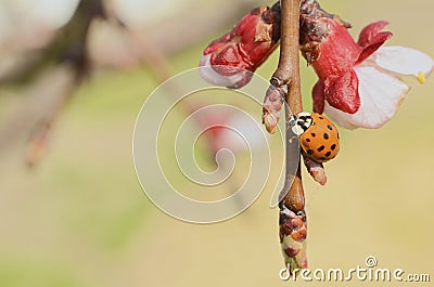 Asian Ladybug on Apple Tree Stock Photo