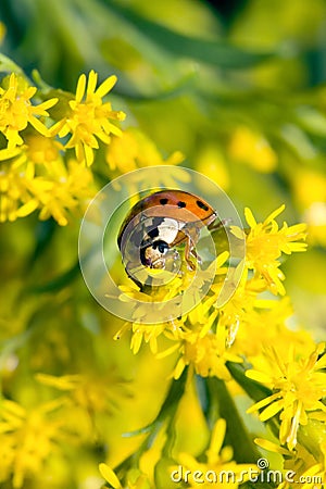 Asian Ladybug Beetle (Harmonia axyridis) Stock Photo