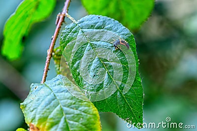Larva of Asian ladybug on green leaf Stock Photo