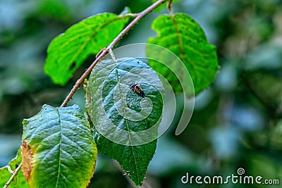 Larva of Asian ladybug on green leaf Stock Photo