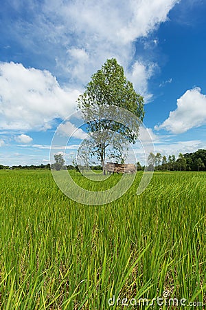 Asian landscape with ricefield Stock Photo