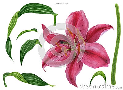 Asian Lily Stargazer flower and leaves Stock Photo