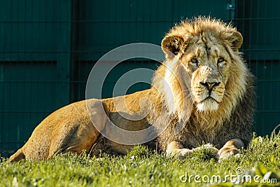 Asian lion. Dublin zoo. Ireland Stock Photo