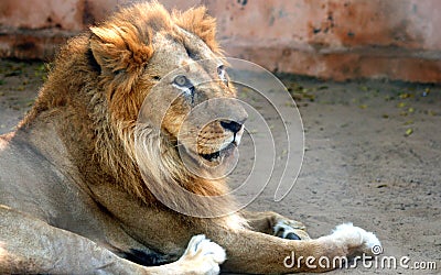 Asian lion Stock Photo