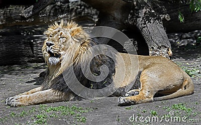 Asian lion 5 Stock Photo