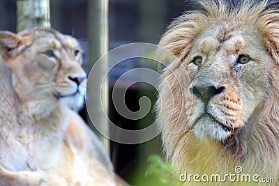 Asian lions Panthera leo persica couple Stock Photo