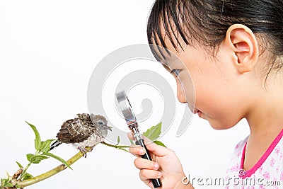 Asian Little Chinese Girl Watching a Small Cuckoo Stock Photo