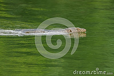 Asian Malayan water monitor lizard swimming in green pond in Ban Stock Photo