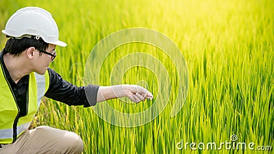 Asian male agronomist observing on rice field Stock Photo