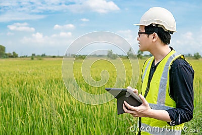 Asian male agronomist observing on rice field Stock Photo