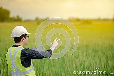 Asian male agronomist observing on rice field Stock Photo