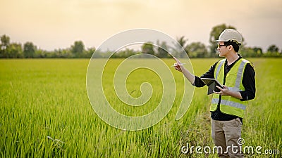 Asian male agronomist observing on rice field Stock Photo