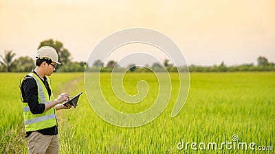 Asian male agronomist observing on rice field Stock Photo