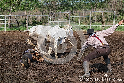 Asian Man Cowboy is catching calf To be branded in a ranch Stock Photo