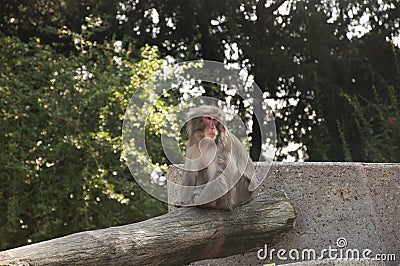 Asian Monkey Stock Photo