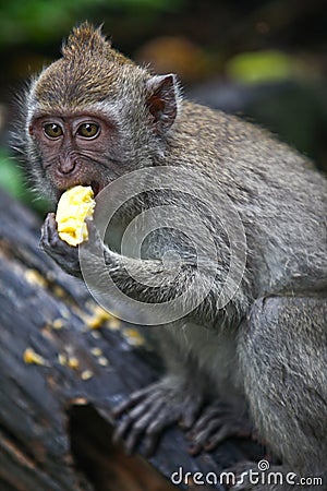 Asian monkey eating Stock Photo