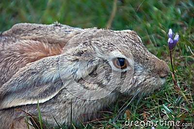 Asian mountain hare TOLAI closeup. Stock Photo