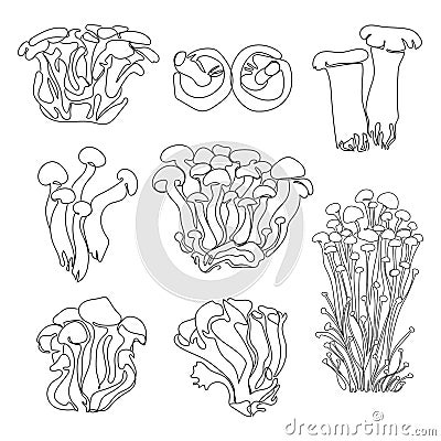 Asian mushrooms sketch liner set,vector illustration. Edible Japanese mushrooms hand drawn.Food food concept Vector Illustration