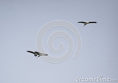 Asian Open Bill or Open-billed Storks flying in the Sky Stock Photo