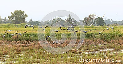 Asian openbill in paddy at Thailand. Stock Photo