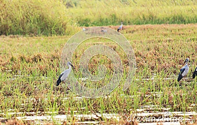 Asian openbill in paddy at Thailand. Stock Photo