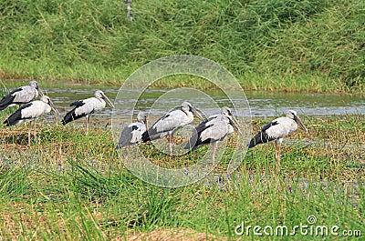 Asian openbill stork Stock Photo