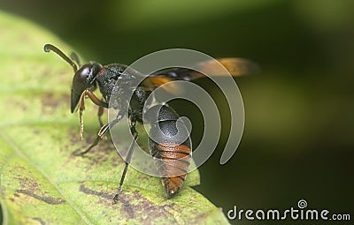 Asian orange black hornet resting on the leaves Stock Photo