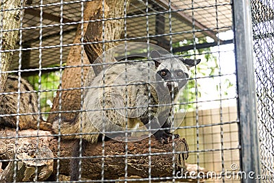 Asian palm civet Stock Photo