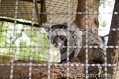 Asian palm civet Stock Photo