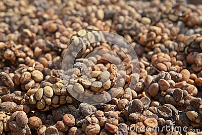 Asian palm civet Luwak feces with coffee beans Stock Photo