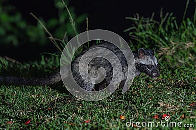 Asian palm civet or Paradoxurus hermaphroditus. Stock Photo