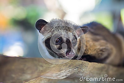 Asian Palm Civet produces Kopi luwak. Stock Photo