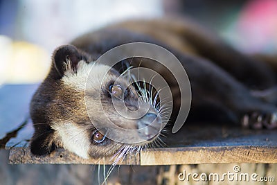 Asian Palm Civet produces Kopi luwak. Stock Photo