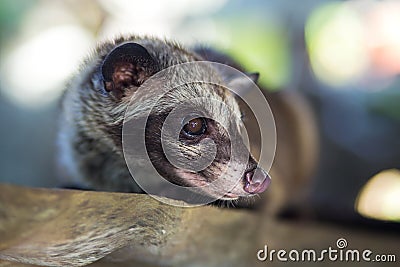 Asian Palm Civet produces Kopi luwak. Stock Photo