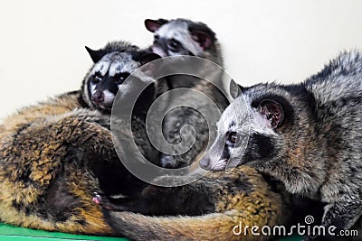 Asian Palm Civets resting in the zoo Stock Photo