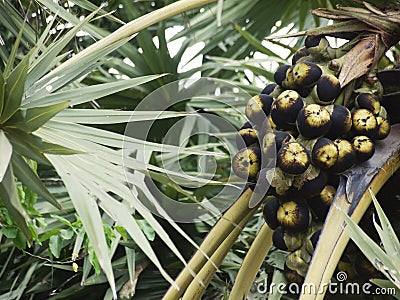 Asian Palmyra Palm Borassus fruit on Arecales palm tree Stock Photo
