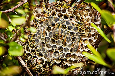 Asian Paper Wasp Nest Stock Photo