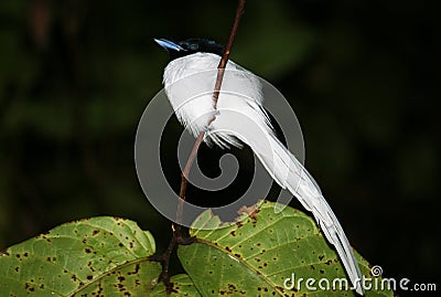 Asian paradise flycatcher Stock Photo