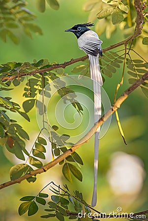 Asian Paradise-flycatcher - Terpsiphone paradisi Stock Photo