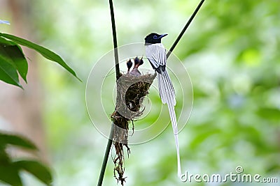 Asian paradise flycatcher Terpsiphone paradisi white morph Nest Baby Stock Photo